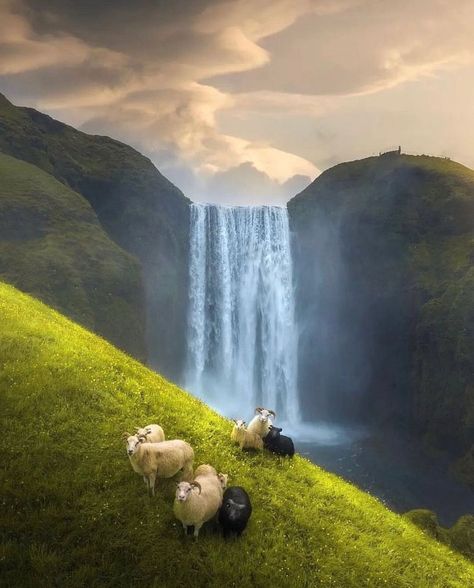 °~♡ Somewhere ♡~° on Twitter: "~💚~ Idyllic spot on eath ~ https://t.co/q2fqxuzmpL" / Twitter Skogafoss Iceland, Skogafoss Waterfall, Landscaping Images, Reverse Image Search, Arches National Park, Zion National Park, Top Of The World, Meme Pictures, Awe Inspiring