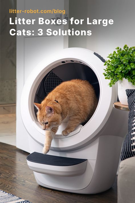 It’s no secret that cats are picky about their litter boxes. Never fear! We have narrowed down the most important things to consider when looking for litter boxes for large cats. Read this blog to learn our top tips. Best Litter Box, Litter Tracking, Automatic Litter Box, Litter Robot, Self Cleaning Litter Box, Cleaning Litter Box, Best Cat Litter, Cat Parenting, Cat Facts