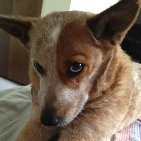 Red Heeler baby - this is a look I get on the daily! Red Healer, Red Heeler Dog, Queensland Heeler, Blue Heeler Puppy, Aussie Cattle Dog, Heeler Puppy, Heeler Dogs, Austrailian Cattle Dog, Red Heelers