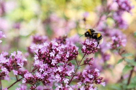 The Best Flowers for Bumblebees Best Flowers For Bees, Oregano Flowers, Plants To Attract Bees, Urban Beekeeping, Garden Wildlife, Gardeners World, Pollinator Plants, Best Perennials, Best Flowers