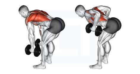 Lat Workouts, Sculpt Arms, Total Body Workout At Home, Muscles In The Back, Lat Workout, Levator Scapulae, Upper Body Dumbbell Workout, Erector Spinae, Lateral Squat