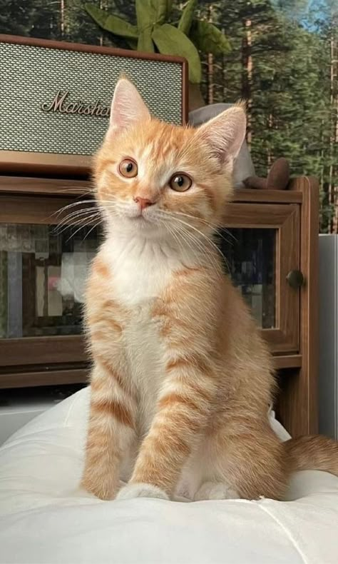 Söt Katt, Cute Cat Wallpaper, Cute Cats Photos, Orange Cats, Pretty Animals, Cat Aesthetic, Cute Kittens, Cat Wallpaper, Cute Cats And Dogs