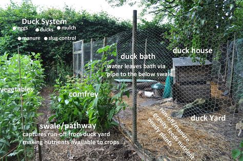 Ducks in a Permaculture system ; natural gardening ; farming Bill Mollison, Duck House, Straw Bale, Duck Pond, Permaculture Gardening, Plant Nutrients, Aquaponics System, Veg Garden, Food Forest