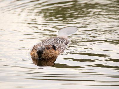 Tiny Animals, Environmental Research, Green Tech, Water Animals, Tree Hugger, Science News, Reference Images, Science And Nature, In Water