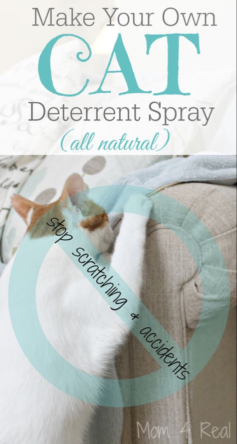 Diy Jouet Pour Chat, Cat Deterrent Spray, Katt Diy, Cat Deterrent, Kat Diy, Chat Diy, Dental Assisting, Cat Repellant, Cat Pee