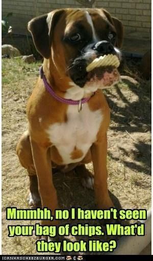 Boxer Dog Quotes, Boxer Dog Puppy, Boxer Dogs Funny, Rescue Workers, Dog Quotes Funny, Boxer Puppy, Boxer Puppies, Dogs Funny, Purebred Dogs