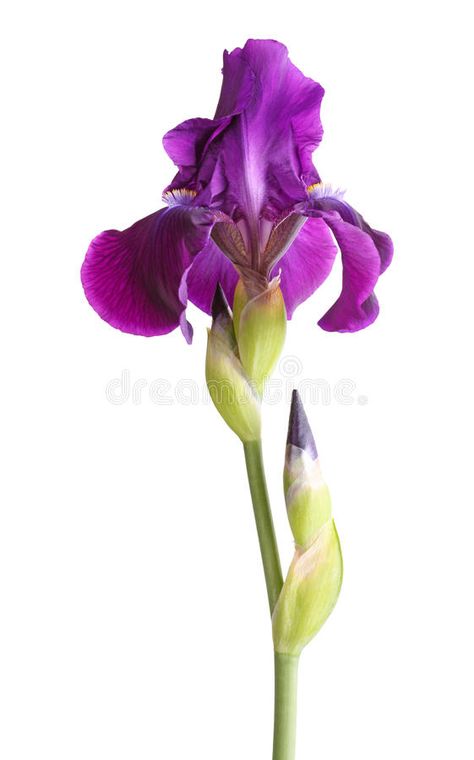 Iris Flower Tattoo, Blue Iris Flowers, Purple Iris Flowers, Blue Bell Flowers, Macro Flower, Estilo Real, White Peony, Iris Flower, Wonderful Flowers