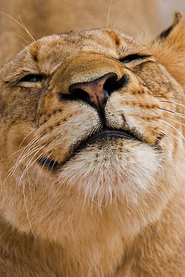 Lioness, Lion Sands, Sabi Sands, South Africa by Michael Moss...
no doubt just licking some unsuspecting tourist from his lips Large Cats, A Lion, Animal Planet, Exotic Pets, Beautiful Cats, Animals Friends, Big Cats, Crazy Cats, Beautiful Creatures