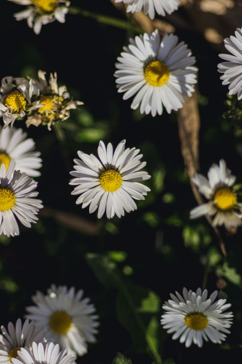 Common Daisy, Daisy, Plants