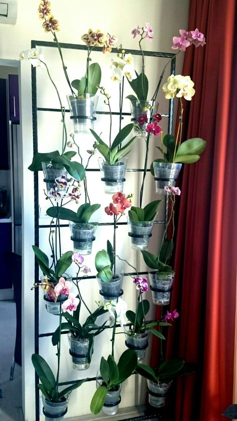 Orchid Collection Display, Orchid House Ideas, Orchid Shelf, Orchid Plant Care, Orchid House, Garden Mum, Garden Wall Designs, Mums Flowers, Garden Vases