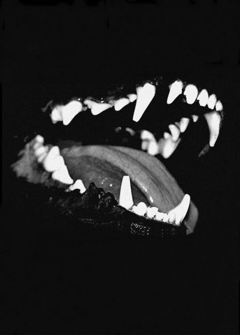 Betrayal Aesthetic, Teeth Aesthetic, Werewolf Aesthetic, Teeth Art, Angry Dog, Dog Motif, Scary Dogs, She Wolf, Image Ideas