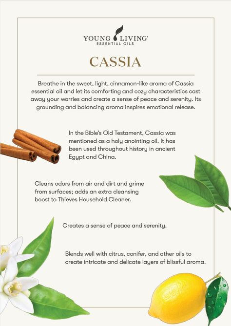 Cassia Essential Oil, Essential Oils 101, Yl Oils, Essential Oil Blends Recipes, Aroma Essential Oil, Holistic Remedies, Young Living Oils, Cleaners Homemade, Home Cleaning