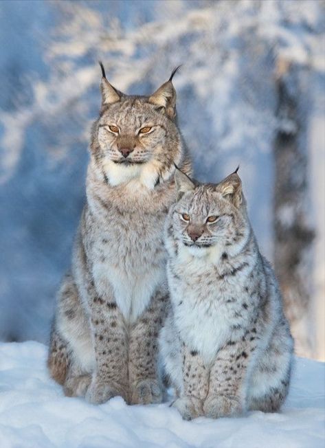 ♔ Le Lynx The Blue Hour, Small Wild Cats, Snowshoes, Cat Tattoos, Aesthetic Cat, Indirect Sunlight, Cats Aesthetic, Blue Hour, Cute Wild Animals