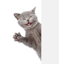 Funny Cat 002 Free Stock Photo - Public Domain Pictures Smiling Cat, Funny Cat Photos, Cat Stock, Cat Post, Animal Icon, Pet Logo Design, Cat Icon, White Stock, Happy Cat