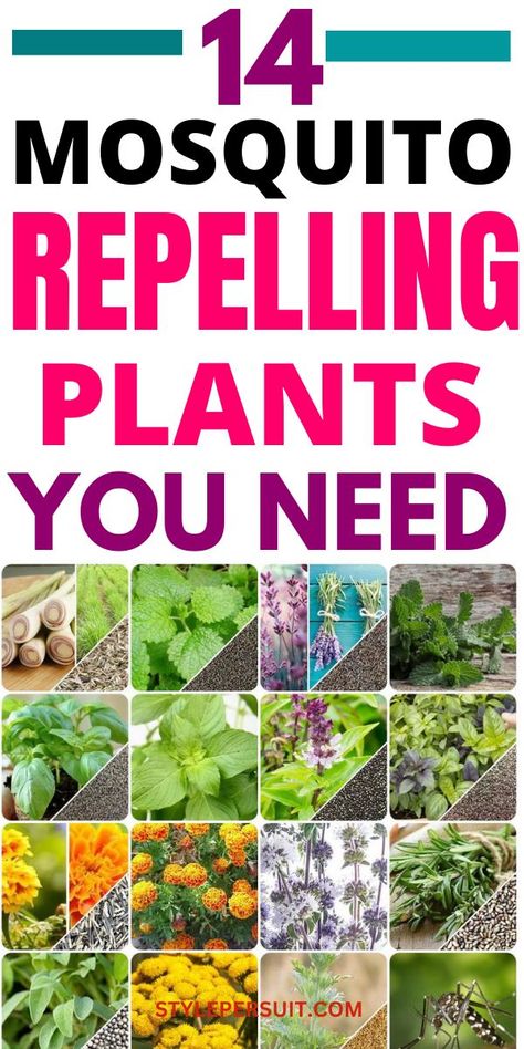 Mosquitoes can be a nuisance, especially during the warmer months. While there are various mosquito repellents available in the market, using plants that naturally repel mosquitoes can be an eco-friendly and aesthetically pleasing way to keep these pests at bay. Here are 14 of the best mosquito repelling plants to consider adding to your garden or patio. Plants That Repel Mosquitos, Survival Knowledge, Wasp Repellent, Insect Repellent Plants, Repel Mosquitos, Best Mosquito Repellent, Plants That Repel Bugs, Mosquito Repelling, Bite Relief