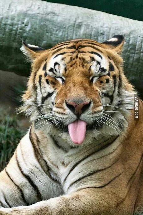 When you mom tells you to smile for a picture - 9GAG Silly Tiger, Tiger Tattoo Ideas, Golden Tigers, Tiger Photography, Big Cats Photography, Tiger Pictures, Cats Photography, Cute Tigers