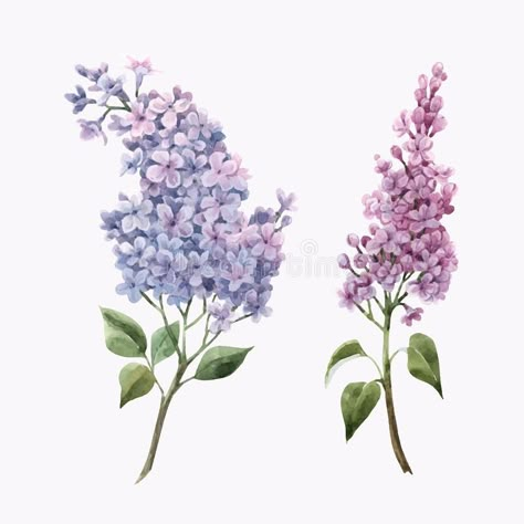 Beautiful vector watercolor floral set with pink lilac flowers. Stock illustration. Beautiful vector hand drawn watercolor floral set with pink lilac flowers stock image Lilac Flower Tattoo, Lilac Tattoos, Lilac Illustration, Lilac Drawing, Lilac Tattoo, Lilac Painting, Floral Tattoo Design, Floral Set, Pink Lilac