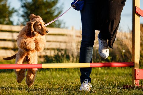 Agility training is a competitive dog sport. Learn how to have fun training your dog to master each obstacle and compete in canine agility trials. Loose Leash Walking, Agility Training For Dogs, Animal Behaviorist, Dog Behavior Problems, Agility Training, Aggressive Dog, Dog Hacks, Dog Agility, Cat Training