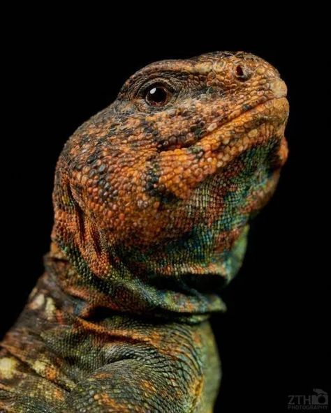 Reptile art prints by ZTH Photography - uromastyx Uromastyx Lizard, Reptile Room, Human Babies, Interesting Animals, Awesome Animals, Awesome Pictures, Reptiles And Amphibians, Mad Scientist, African Animals