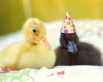 Popular items for duckling ducklings on Etsy Birthday Funnies, Nursery Photography, Duck Photography, Baby Animal Art, Pet Ducks, Cute Ducklings, Colorful Kids Room, Duck Art, Funny Duck