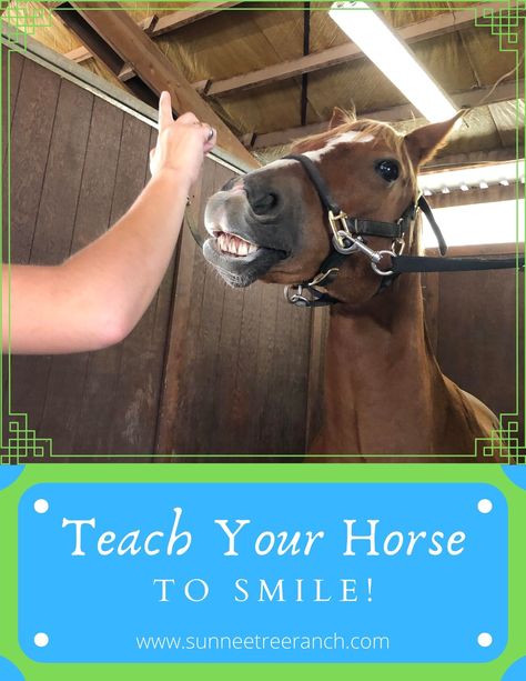 Horse Tricks, Horse Smiling, Horse Exercises, Horse Ideas, Horse Camp, Horse Boarding, Horse Tips, Horses And Dogs, Sugar Glider