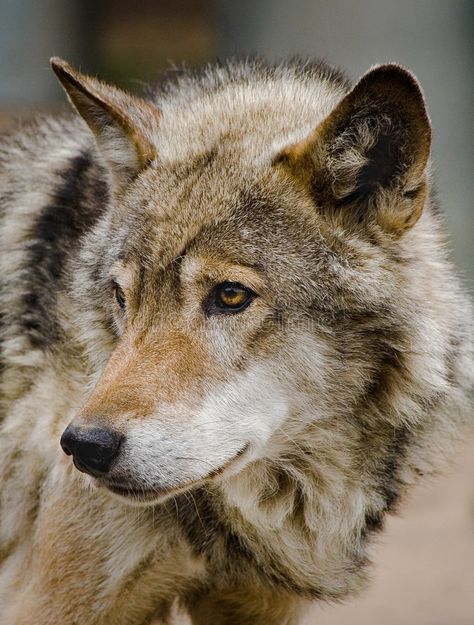 Steppe Wolf, Wolf Species, Facts About Wolves, Sea Wolf, Maned Wolf, Arctic Wolf, American Flag Eagle, African Wild Dog, Caspian Sea