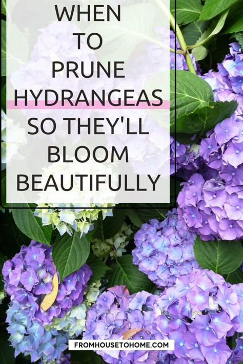 Hydrangea blooms are spectacular, but if you want the best show of flowers, it's important to prune them correctly. Learn everything you need to know about pruning Hydrangeas so the bushes produce spectacular blooms in your garden. Propagate Lilac Bush From Cuttings, Pruning Hydrangeas When To, How To Prune Hydrangeas, How To Prune Hydrangeas In The Fall, Hydrangea Pruning, Hydrangea Plant Care, Prune Hydrangeas, When To Prune Hydrangeas, Diy Backyard Projects