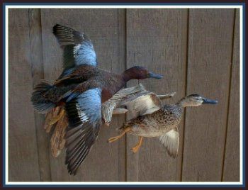 Teal Wood Duck Mounts, Duck Taxidermy, Duck Mounts, Waterfowl Taxidermy, Duck Mount, Waterfowl Art, Hunting Crafts, Deer Antler Crafts, Taxidermy For Sale