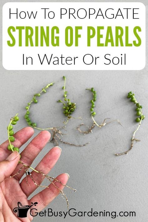 How To Propagate Pearl Succulents, Propagating Succulents In Water, How To Propagate String Of Turtles, String Of Pearls Propagation, How To Care For String Of Pearls Plant, How To Propagate String Of Pearls, Best Plants To Propagate In Water, String Of Pearls Plant Decor, Balcony Farm