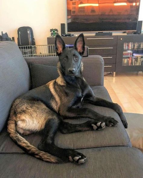 Belgian Malinois Service Dog, Belgian Malinois Aesthetic, Belgian Malinois Puppy, Belgian Dog, Belgian Malinois Puppies, Belgium Malinois, Malinois Puppies, Belgian Malinois Dog, Aesthetic Dog