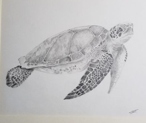 Pencil sketch of green sea turtle by Steve Terraciano Sea Turtle Pencil Drawing, Sketches Of Turtles, Turtle Sketch Pencil Drawings, Green Sea Turtle Tattoo, Sea Turtles Drawing, Green Sea Turtle Drawing, Turtles Sketch, Sketch Turtle, Sea Turtle Drawings