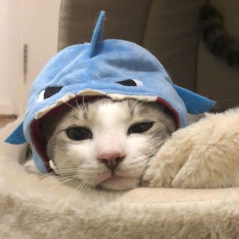 Shark Aesthetics Cute, Cute Shark Pfp Real, Shark Discord Pfp, Cat In A Shark Costume, Cat With Shark Hat, Cats In Shark Costumes, Cute Matching Shark Pfps, Shark Icon Aesthetic, Shark Cat Pfp