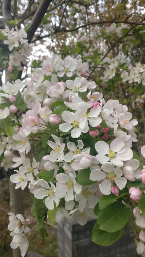 Apple Blossom Wallpaper: Embrace Nature's Beauty on Your Screen Apple Blossom Aesthetic, Apple Tree Aesthetic, Apple Blossom Tree, Honeycrisp Apple Tree, Apple Tree Flowers, Apple Tree Blossoms, Apple Blossom Flower, Blossom Wallpaper, Apple Flowers