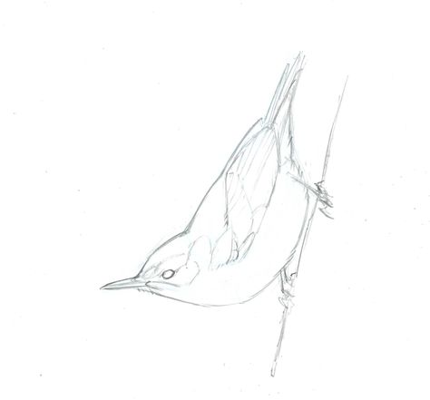 Start with a clear line drawing of the bird you want to draw. For this project, you may download and print out this drawing. Nuthatch Bird Drawing, Nuthatch Tattoo, John Muir Laws, Bird Line Drawing, Nuthatch Bird, Owl Drawing, Beginner Sketches, Wood Burning Stencils, Painting Birds