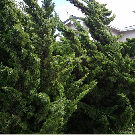 Hollywood Juniper Landscaping, Hollywood Juniper, Cloud Pruning, Juniperus Chinensis, Wind Garden, Cupressus Sempervirens, Juniper Tree, Privacy Hedge, Wholesale Plants