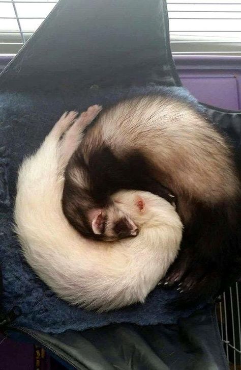 Baby Ferrets, Funny Ferrets, A Ferret, Pet Ferret, Cute Ferrets, The Dark One, Pretty Animals, Silly Animals, Cute Animal Photos