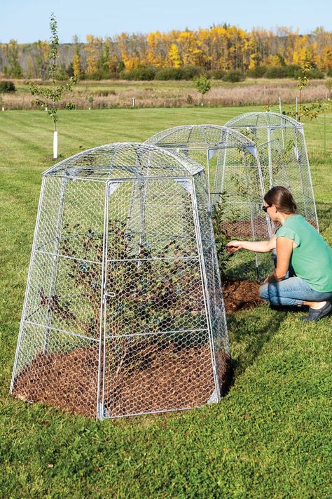 An extra-large plant protection cage made from galvanized chicken wire that's designed to keep annoying animal pests out of your vegetable garden. Veggie Greenhouse, Propagation Ideas, Garden Cloches, Garden Cloche, Kitchen Gardens, Plants Growing, Plant Covers, Plant Protection, Vegetable Garden Design