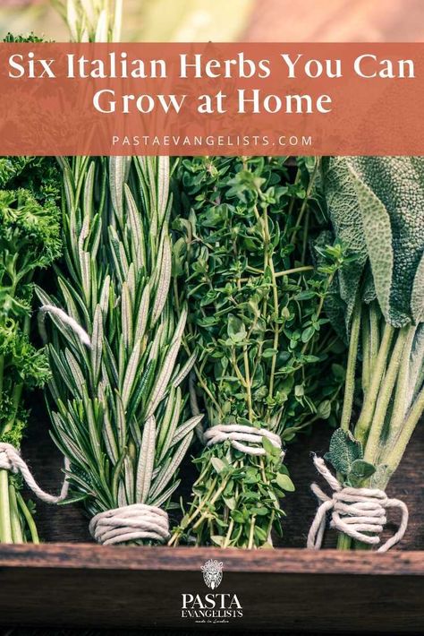 Italian Nonna, Delicious Sauces, Herb Guide, Herb Bouquet, Thyme Plant, Herb Boxes, Italian Herbs, Italian Sauce, Veg Garden