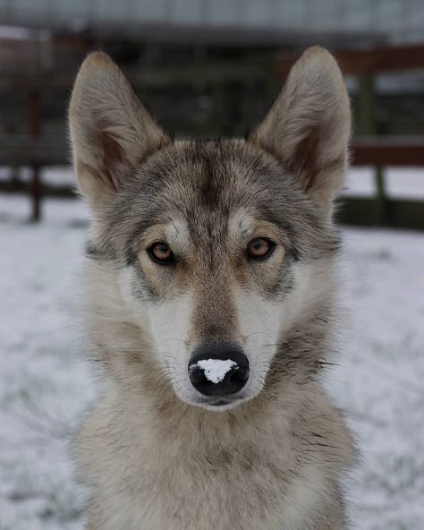 Tamaskan Dog, Wolf Poses, Dog Doctor, Wolf Hybrid, Funny Looking Cats, Wolf Photography, Cat Reference, Wolf Love, Mixed Breed Dogs