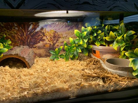 Corn Snake Tank Ideas, Corn Snake Terrarium, Corn Snake Enclosure Ideas, Snake Enclosure Ideas, Corn Snake Enclosure, Crab Habitat, Snake Cage, Hermit Crab Habitat, Snake Cages