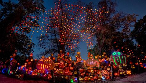 Jack O Lantern Spectacular, Halloween Scenes, Pumpkin Show, Night Run, Pumpkin Display, Halloween Scene, Pumpkin Art, Outdoor Halloween, Halloween Outdoor Decorations