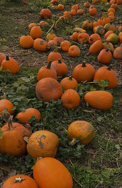 Fall | fall aesthetic | pumpkin patch | pumpkin patch aesthetic | cider mill | cider mill aesthetic | pumpkins Cider Mill Aesthetic, Pumpkin Farm Aesthetic, Pumpkin Picking Aesthetic, Mill Aesthetic, Corn Maze Aesthetic, Aesthetic Pumpkin Patch, Harry Potter Autumn, Fall Aesthetic Pumpkin, Aesthetic Pumpkins