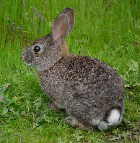 Brush Rabbit (Sylvilagus bachmani ... Rabbit Brush, Cottontail Rabbit, Western Coastal, Pinnacles National Park, National Parks Photography, Photo C, Marine Mammals, Columbia River, Amazing Animals