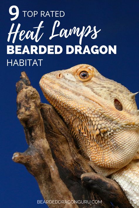 Lamp Terrarium, Bearded Dragon Substrate, Bearded Dragon Leash, Dragon Mouth, Bearded Dragon Hammock, Bearded Dragon Accessories, Dragon Facts, Bearded Dragon Funny, Special Animals