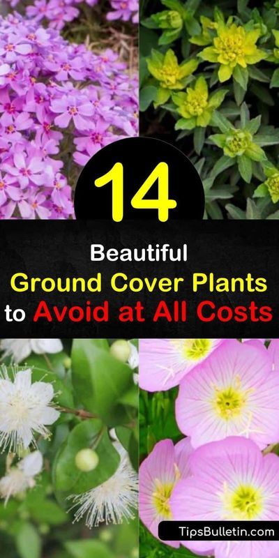 Learn about invasive plants, like Japanese pachysandra with its white flowers or vinca minor with its glossy green leaves and violet blooms, to avoid as ground covers. Choose native plants instead to stay in control of your garden. #ground #cover #invasive #plants Flowering Ground Cover Perennials, Vinca Ground Cover, Phlox Ground Cover, Ground Cover Perennials, Ground Covers For Sun, Garden Ground Cover, Flowering Ground Cover, Ground Cover Flowers, Low Growing Ground Cover