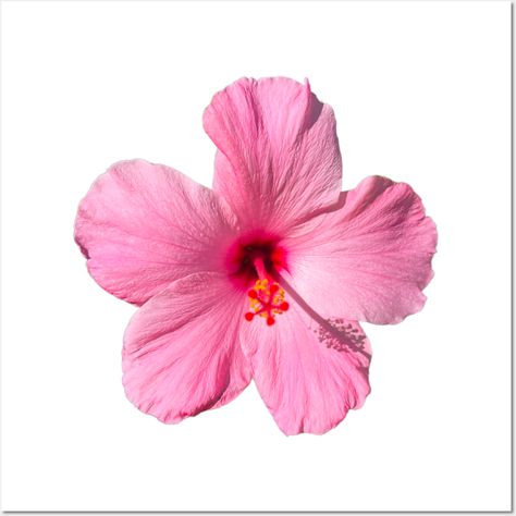 Photograph of a pink hibiscus from my garden -- Choose from our vast selection of art prints and posters to match with your desired size to make the perfect print or poster. Pick your favorite: Movies, TV Shows, Art, and so much more! Available in mini, small, medium, large, and extra-large depending on the design. For men, women, and children. Perfect for decoration. Pink Room Posters, Hawaiin Flowers, Hibiscus Aesthetic, School Powerpoint, Collage Material, Mini Posters, Purple Hibiscus, Girly Wallpaper, Earth Element