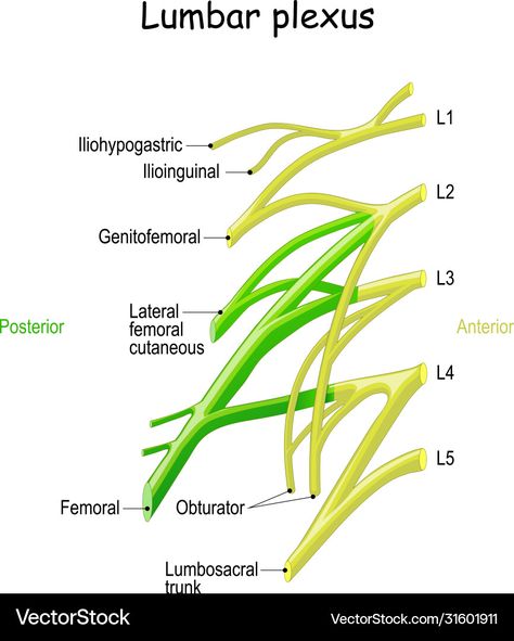 Lumbar Plexus Anatomy, Lumbar Plexus, Clinical Anatomy, Spinal Nerve, Medical School Motivation, Medical Science, Anatomy And Physiology, School Motivation, Medical School