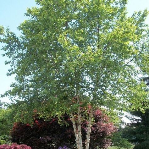 Heritage River Birch tree is a beautiful, multi-branched tree that provides unusual winter interest. Its bare branches and trunk display highly textured and colorful, peeling bark. The exceptional subject for night lighting is planted near the front of the house due to its upright vase shape. This versatile, heat-tolerant tree thrives in wet soils yet adapts to drier areas once established. The Heritage River Birch is perhaps one of the most culturally adaptable of all the birches. It grows well River Birch Trees Landscape, River Birch Trees, Betula Nigra, Birch Trees Landscaping, River Birch, Yellow Plants, Landscape Maintenance, Specimen Trees, Grandma's House