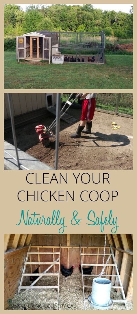 Learn how to clean your chicken coop naturally to promote a healthy flock that lays large abundant eggs year round. via @SLcountrygal Duck Care, Reban Ayam, Pig Care, Chicken Barn, Chicken Care, Clean Chicken, Portable Chicken Coop, Chicken Coup, Best Chicken Coop