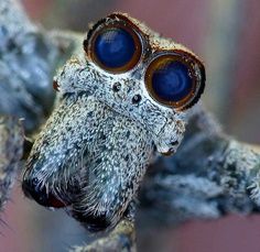 Deinopis subrufa Deinopidae "This is a classic closeup shot of the face of the net-casting spider, with the enormous posterior median eyes. Jumping spiders have large anterior median eyes. Deinopis subrufa is a big, gentle, elongated spider, body length up to 25mm. Apparently they are attracted to some vibrations like the idling of a 4WD." Dangerous Spiders, Arachnids Spiders, Spiders And Snakes, Spider Species, Jumping Spiders, Spiders Scary, Creepy Spider, Itsy Bitsy Spider, Cool Bugs